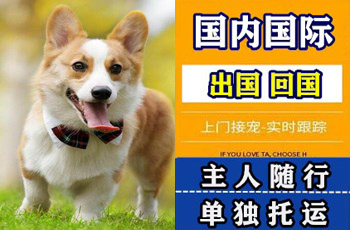 闸北区宠物托运公司闸北区宠物托运公司闸北区宠物托运公司